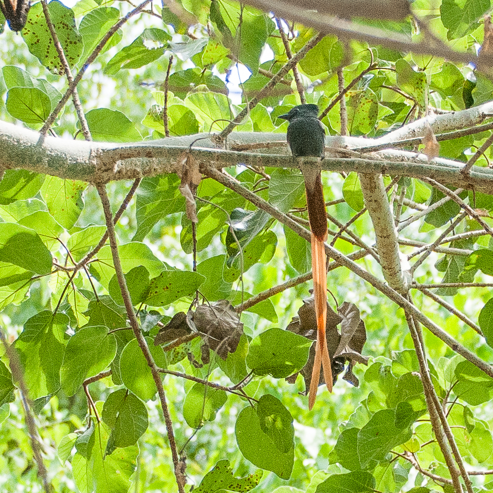 Tchitrec d'Afrique (African Paradise flycatcher, Tersiphone viridis), mâle adulte, Chobe Game lodge, Chobe National Park, Botswana.